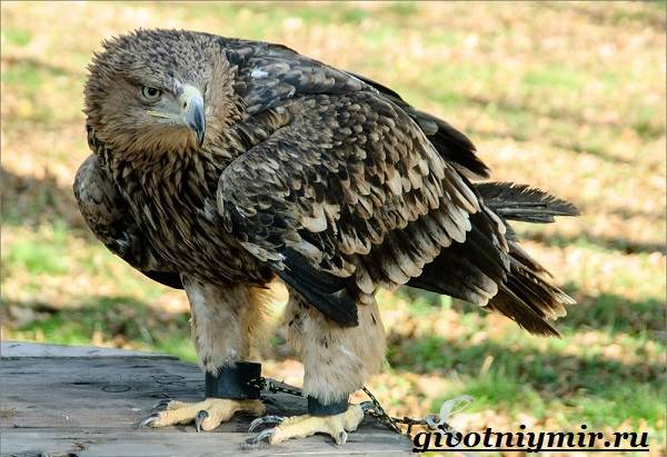 Птица-орел-Образ-жизни-и-среда-обитания-орла-6
