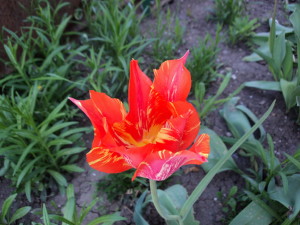 Диктанты для 2 класса