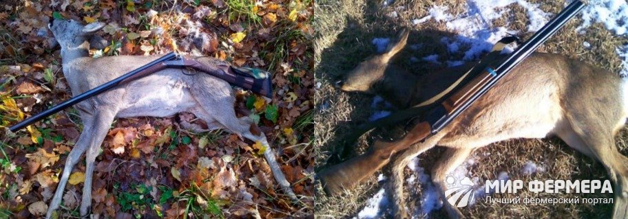 Как охотиться на косулю зимой