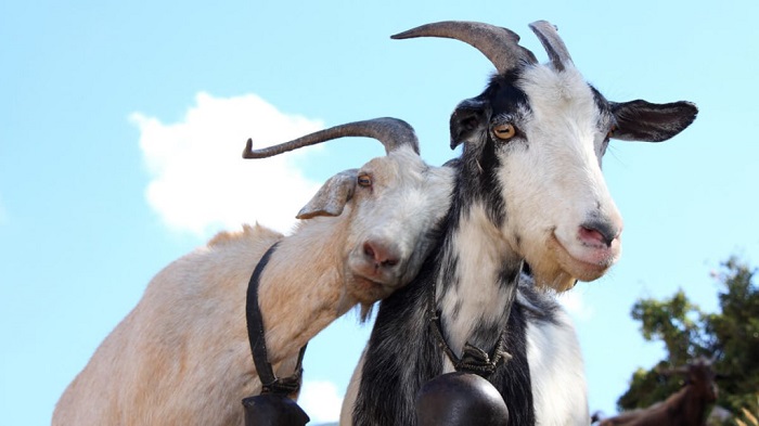 коза и козел милые