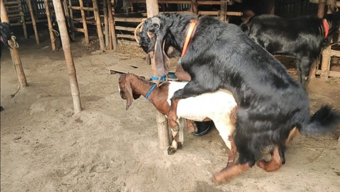 козел покрыл козу