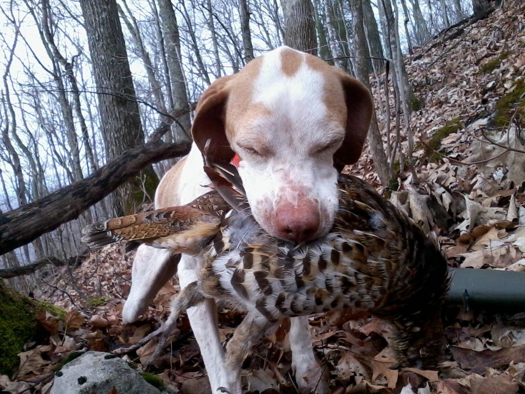 как охотиться на рябчика с манком