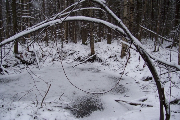 Охота на зайца зимой: обзор разных способов