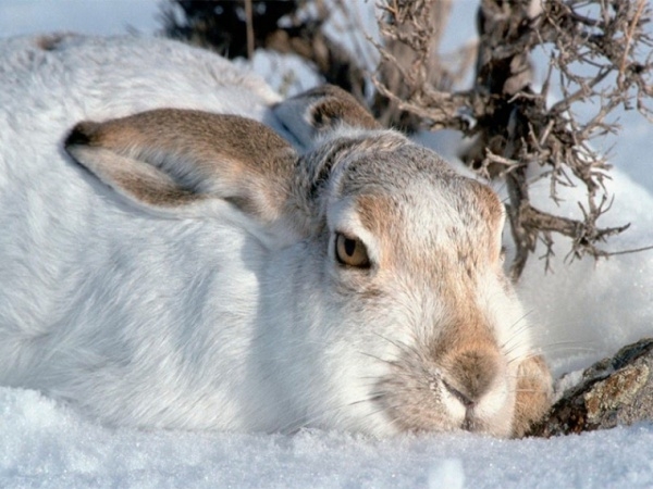 Охота на зайца зимой: обзор разных способов