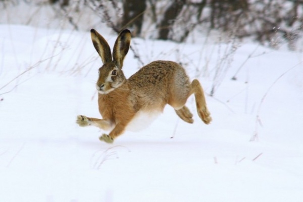 Охота на зайца зимой: обзор разных способов