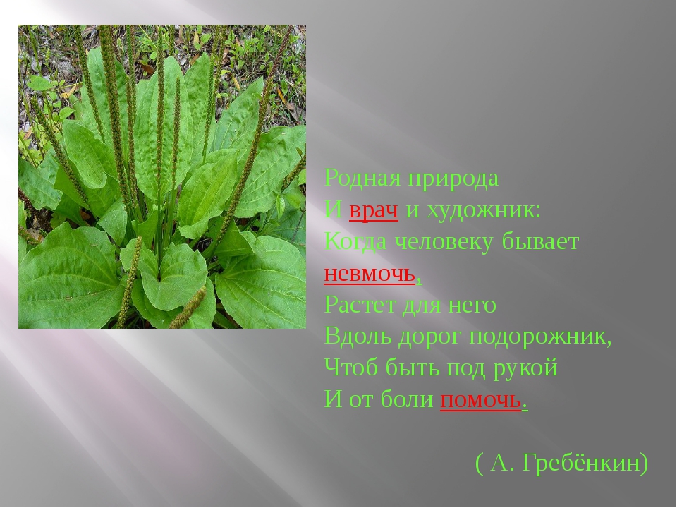Родная природа И врач и художник: Когда человеку бывает невмочь, Растет для н.