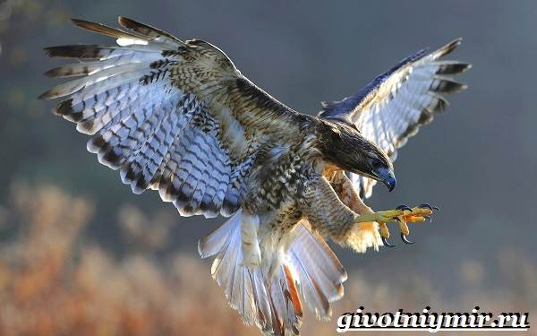 Сокол-птица-Образ-жизни-и-среда-обитания-птицы-сокол-2