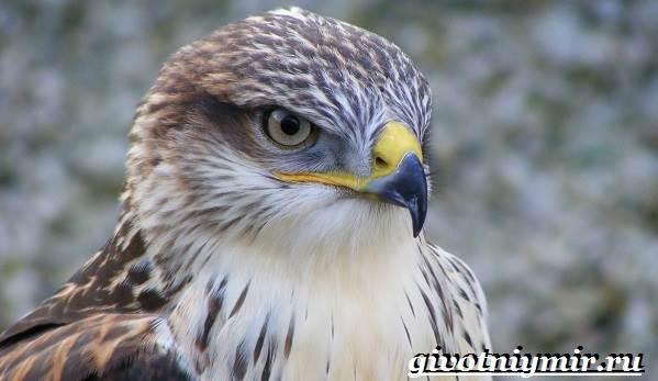 Сокол-птица-Образ-жизни-и-среда-обитания-птицы-сокол-3