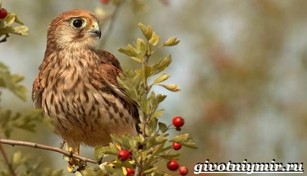 Сокол-птица-Образ-жизни-и-среда-обитания-птицы-сокол-7