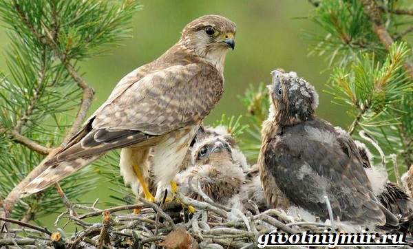 Сокол-птица-Образ-жизни-и-среда-обитания-птицы-сокол-9
