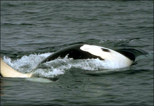 Косатка, или кит убийца (Orcinus orca). Фото, фотография