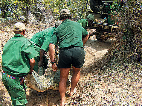 Как охотятся на крокодилов. Охота на крокодила