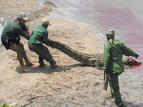 Как охотятся на крокодилов. Охота на крокодила