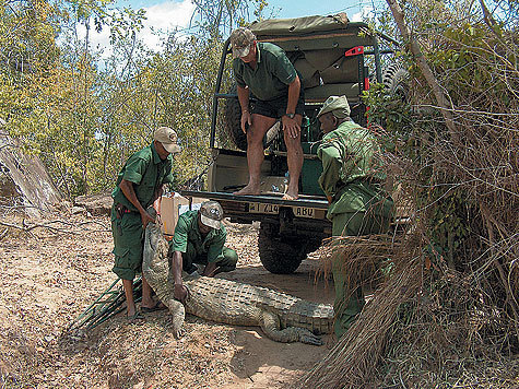 Как охотятся на крокодилов. Охота на крокодила
