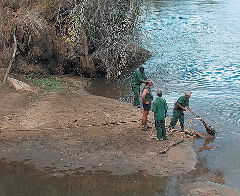 Как охотятся на крокодилов. Охота на крокодила