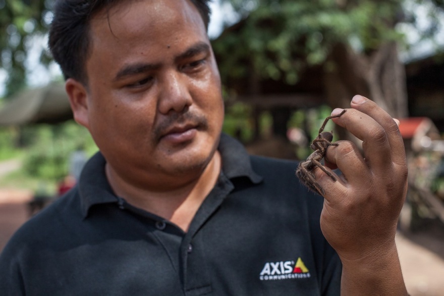 Как охотятся на тарантулов в Камбодже (10 фото)