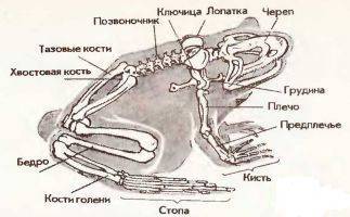 Скелет лягушки