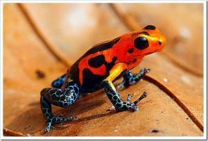 Drevolazy-ili-jadovitye-ljagushki