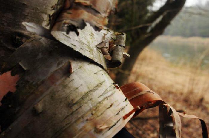 Манок на изюбря из бересты