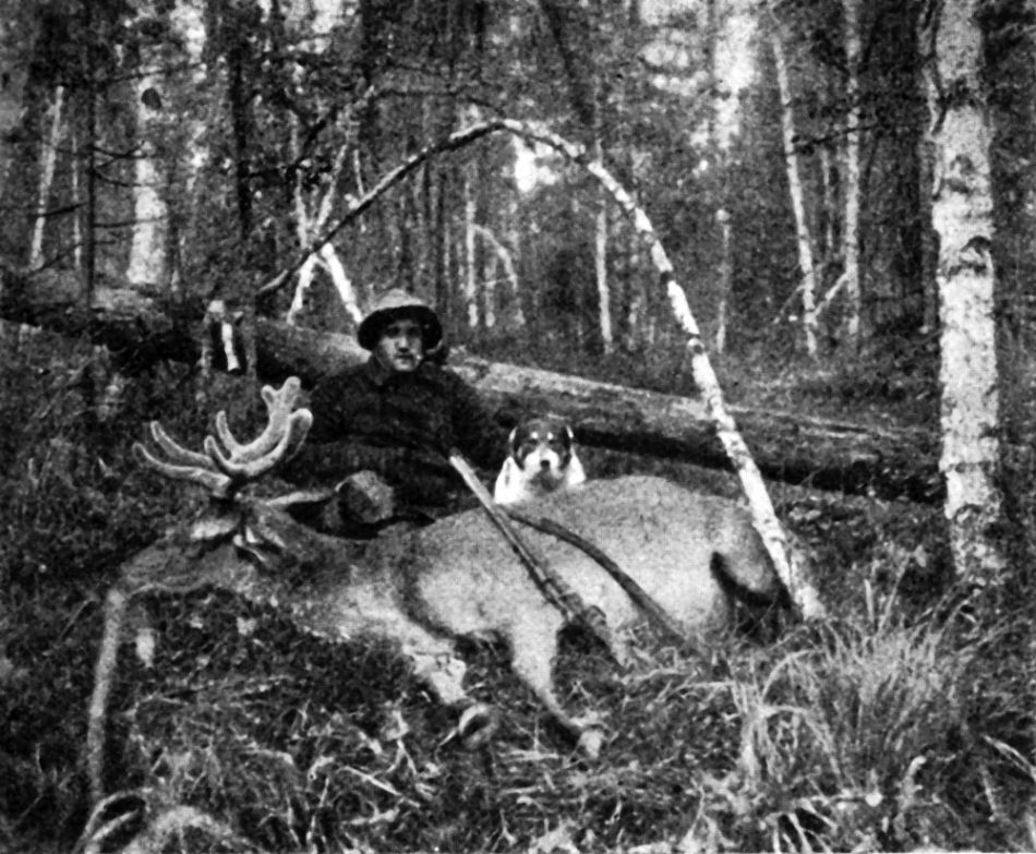 Пантач, убитый на солонце