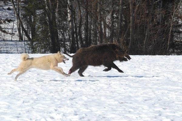 Охота с собаками на кабана