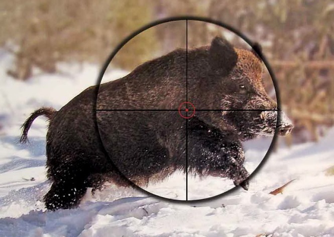 Расстояние выстрела до кабана