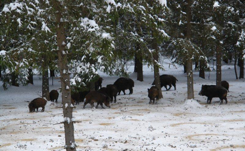 Жировка у кабанов