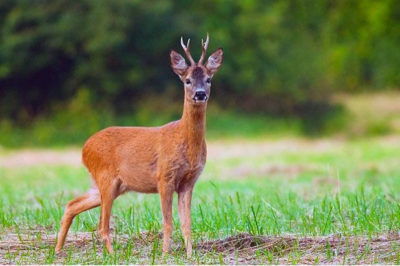 Косуля на лугу