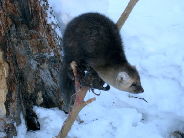 Соболь в капкане