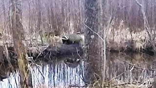 Охота #92 про законы, охота на бобра(E-mail: hunterworld777@gmail.com ○ Instagram Мир Охотника: ▻ http://www.instagram.com/hunterworld777/ ○ группа вКонтакте