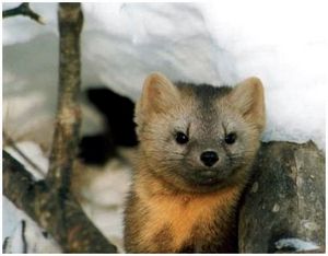 Способы охоты на соболя