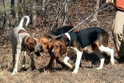 sobaki e1551011721160