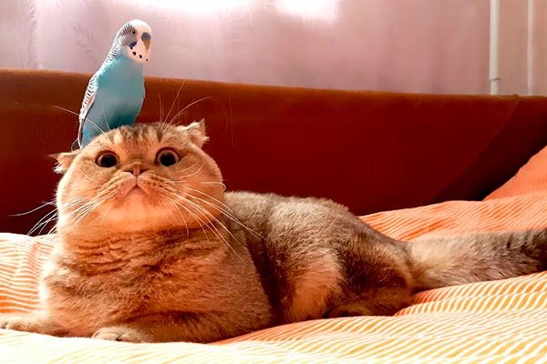 попугай и кошка