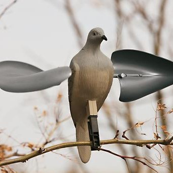 охота на дикого голубя