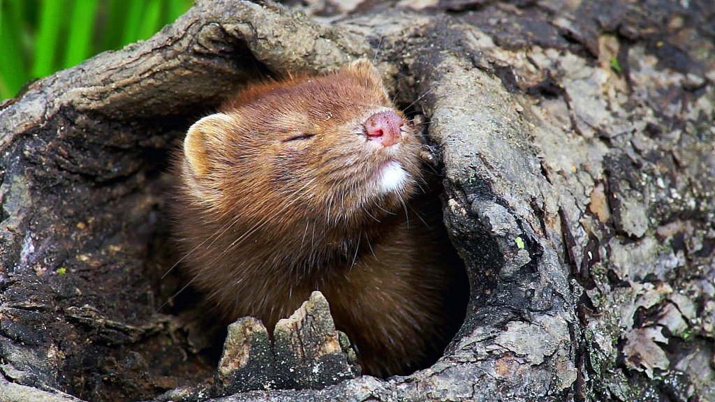 Советы для ловли норки