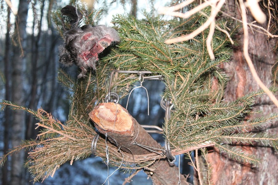 Приманка для норки