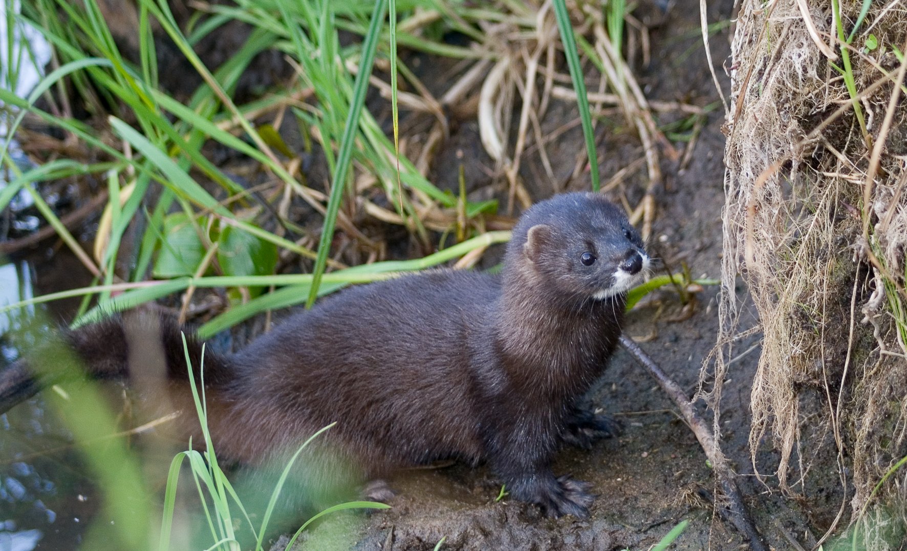 Сезон охоты на норку