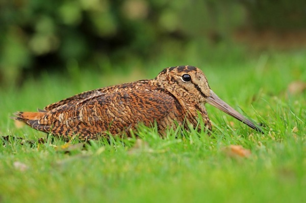 охота на вальдшнепов