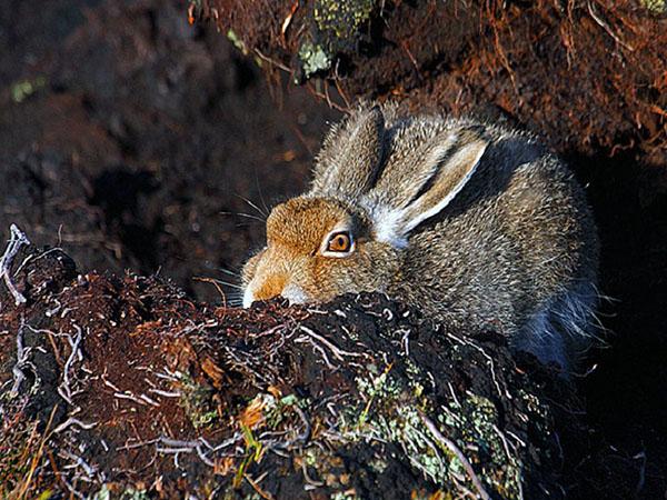 Затаившийся заяц