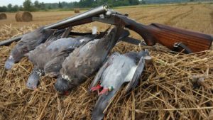 Секреты охоты на голубей